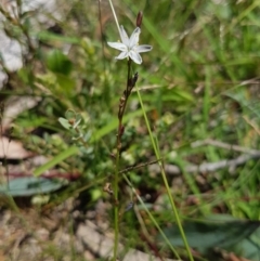 Caesia parviflora at Mongarlowe, NSW - 16 Jan 2022