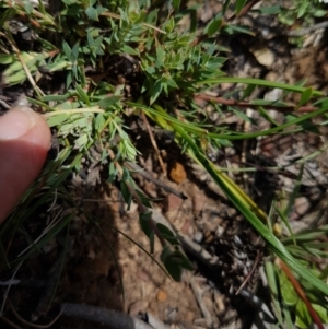 Caesia parviflora at Mongarlowe, NSW - 16 Jan 2022 01:55 PM