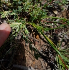 Caesia parviflora at Mongarlowe, NSW - 16 Jan 2022