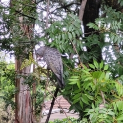 Callocephalon fimbriatum (Gang-gang Cockatoo) at Watson Green Space - 29 Jan 2022 by GangGangGal