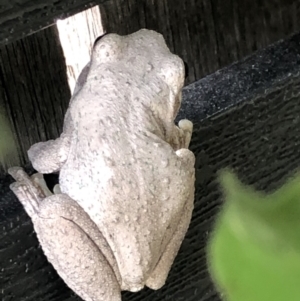 Litoria peronii at Forde, ACT - 23 Feb 2022