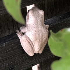 Litoria peronii at Forde, ACT - 23 Feb 2022