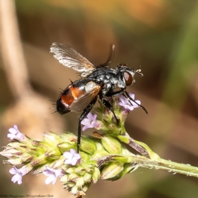 Cylindromyia sp. (genus) (Bristle fly) at Red Hill, ACT - 24 Feb 2022 by Roger