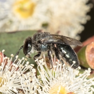 Leioproctus sp. (genus) at Red Hill, ACT - 24 Feb 2022