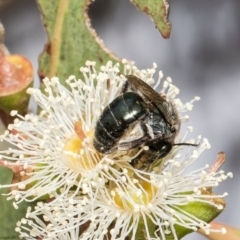 Leioproctus sp. (genus) at Red Hill, ACT - 24 Feb 2022