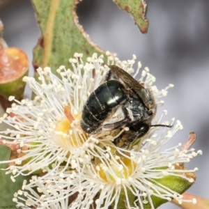 Leioproctus sp. (genus) at Red Hill, ACT - 24 Feb 2022