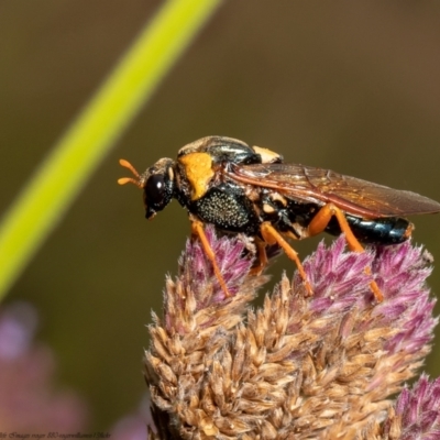 Perga sp. (genus) (Sawfly or Spitfire) at Stromlo, ACT - 24 Feb 2022 by Roger