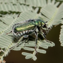 Diphucephala elegans (Green scarab beetle) at Stromlo, ACT - 24 Feb 2022 by Roger