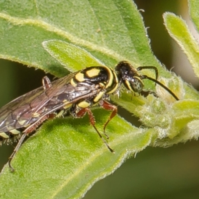 Agriomyia sp. (genus) (Yellow flower wasp) at Stromlo, ACT - 23 Feb 2022 by Roger