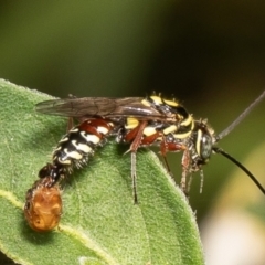 Agriomyia sp. (genus) at Stromlo, ACT - 24 Feb 2022
