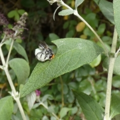 Megachile (Eutricharaea) maculariformis at McKellar, ACT - 23 Feb 2022