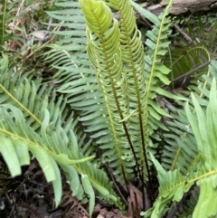 Blechnum nudum (Fishbone Water Fern) at Coree, ACT - 24 Feb 2022 by JaneR