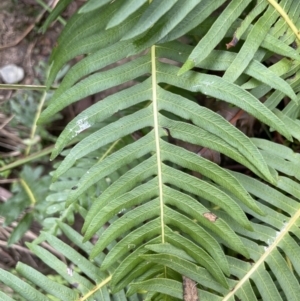 Blechnum nudum at Coree, ACT - 24 Feb 2022