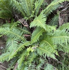 Blechnum nudum at Coree, ACT - 24 Feb 2022