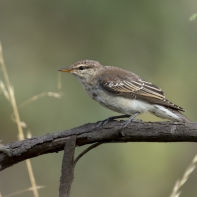 Lalage tricolor (White-winged Triller) at Mount Ainslie - 23 Feb 2022 by trevsci