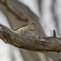 Lalage tricolor at Pialligo, ACT - 23 Feb 2022