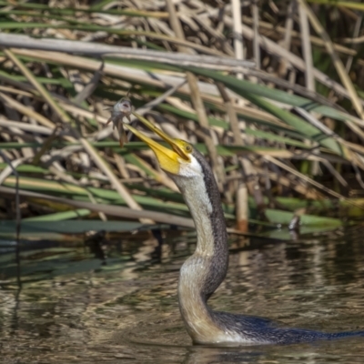 Anhinga novaehollandiae (Australasian Darter) at Fyshwick, ACT - 16 Feb 2022 by trevsci