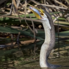 Anhinga novaehollandiae at Fyshwick, ACT - 16 Feb 2022 09:41 AM