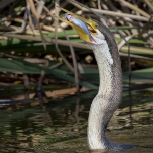 Anhinga novaehollandiae at Fyshwick, ACT - 16 Feb 2022