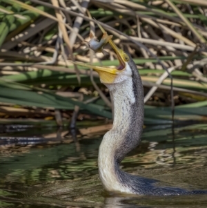 Anhinga novaehollandiae at Fyshwick, ACT - 16 Feb 2022