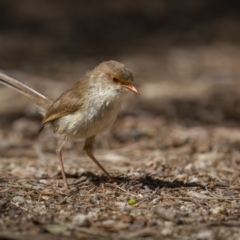 Malurus cyaneus (Superb Fairywren) at Fyshwick, ACT - 16 Feb 2022 by trevsci