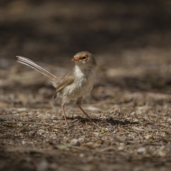 Malurus cyaneus at Fyshwick, ACT - 16 Feb 2022 11:07 AM