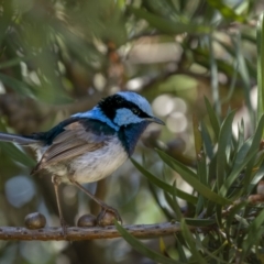 Malurus cyaneus at Fyshwick, ACT - 16 Feb 2022 11:07 AM