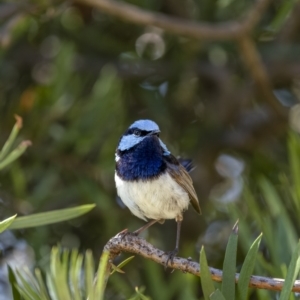 Malurus cyaneus at Fyshwick, ACT - 16 Feb 2022 11:07 AM