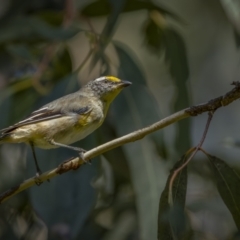 Pardalotus striatus (Striated Pardalote) at Fyshwick, ACT - 15 Feb 2022 by trevsci