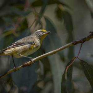 Pardalotus striatus at Fyshwick, ACT - 16 Feb 2022 10:37 AM