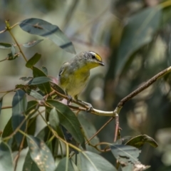 Pardalotus striatus at Fyshwick, ACT - 16 Feb 2022