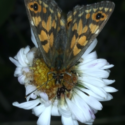 Oreixenica orichora (Spotted Alpine Xenica) at Kosciuszko National Park - 22 Feb 2022 by jb2602