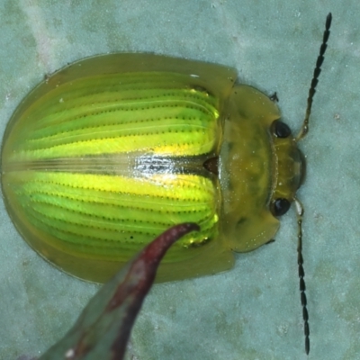Paropsisterna hectica (A leaf beetle) at Charlotte Pass - Kosciuszko NP - 21 Feb 2022 by jb2602