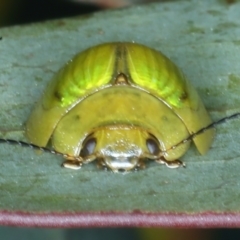 Paropsisterna hectica at Geehi, NSW - 22 Feb 2022 10:48 AM