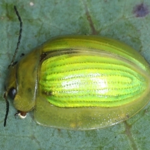 Paropsisterna hectica at Geehi, NSW - 22 Feb 2022