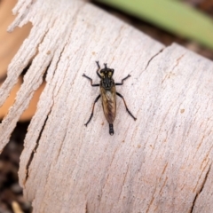 Zosteria rosevillensis (A robber fly) at Acton, ACT - 16 Feb 2022 by MarkT