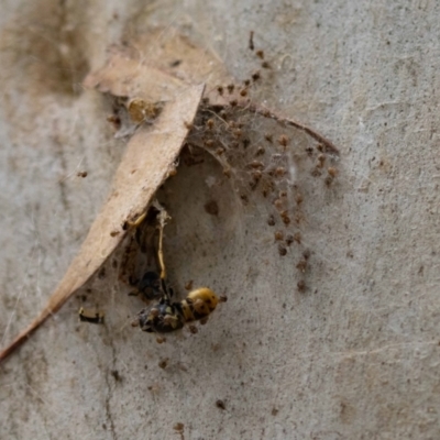 Cryptachaea veruculata (Diamondback comb-footed spider) at Acton, ACT - 17 Feb 2022 by MarkT