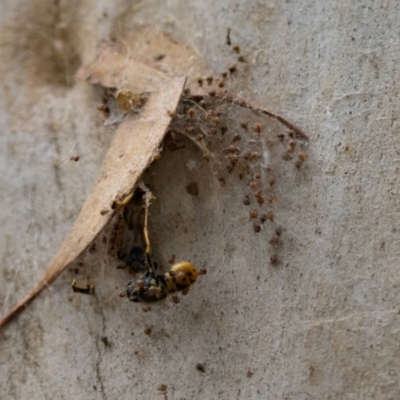 Cryptachaea veruculata (Diamondback comb-footed spider) at Acton, ACT - 17 Feb 2022 by MarkT