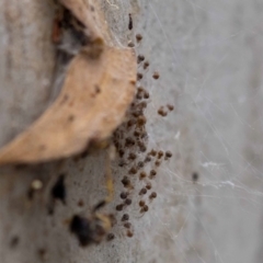 Cryptachaea veruculata at Acton, ACT - 17 Feb 2022