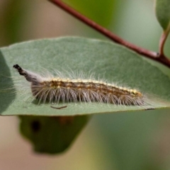 Uraba lugens (Gumleaf Skeletonizer) at Acton, ACT - 16 Feb 2022 by MarkT