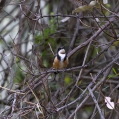 Acanthorhynchus tenuirostris (Eastern Spinebill) at Acton, ACT - 17 Feb 2022 by MarkT