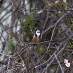 Acanthorhynchus tenuirostris (Eastern Spinebill) at Acton, ACT - 16 Feb 2022 by MarkT