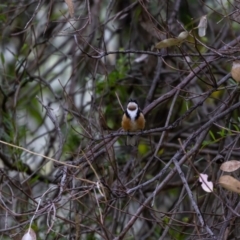 Acanthorhynchus tenuirostris at Acton, ACT - 17 Feb 2022