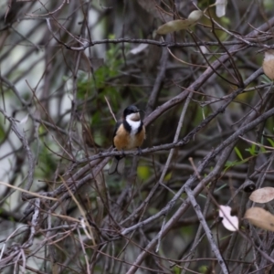 Acanthorhynchus tenuirostris at Acton, ACT - 17 Feb 2022