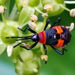 Dindymus versicolor (Harlequin Bug) at Page, ACT - 24 Feb 2022 by DonTaylor