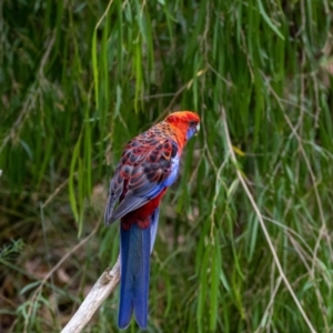 Platycercus elegans at Acton, ACT - 17 Feb 2022