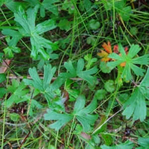 Geranium neglectum at Paddys River, ACT - 23 Feb 2022