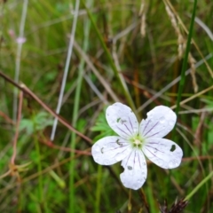 Geranium neglectum at Paddys River, ACT - 23 Feb 2022