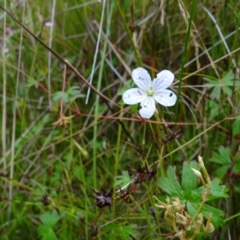 Geranium neglectum at Paddys River, ACT - 23 Feb 2022