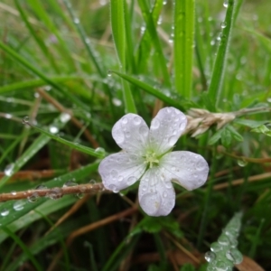 Geranium neglectum at Paddys River, ACT - 23 Feb 2022